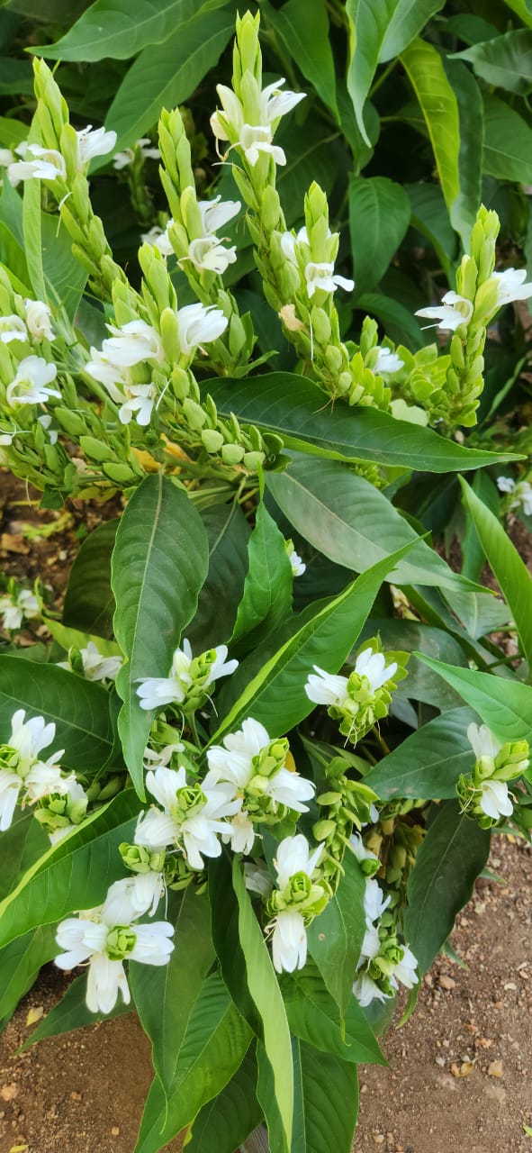 Adhatoda vasica