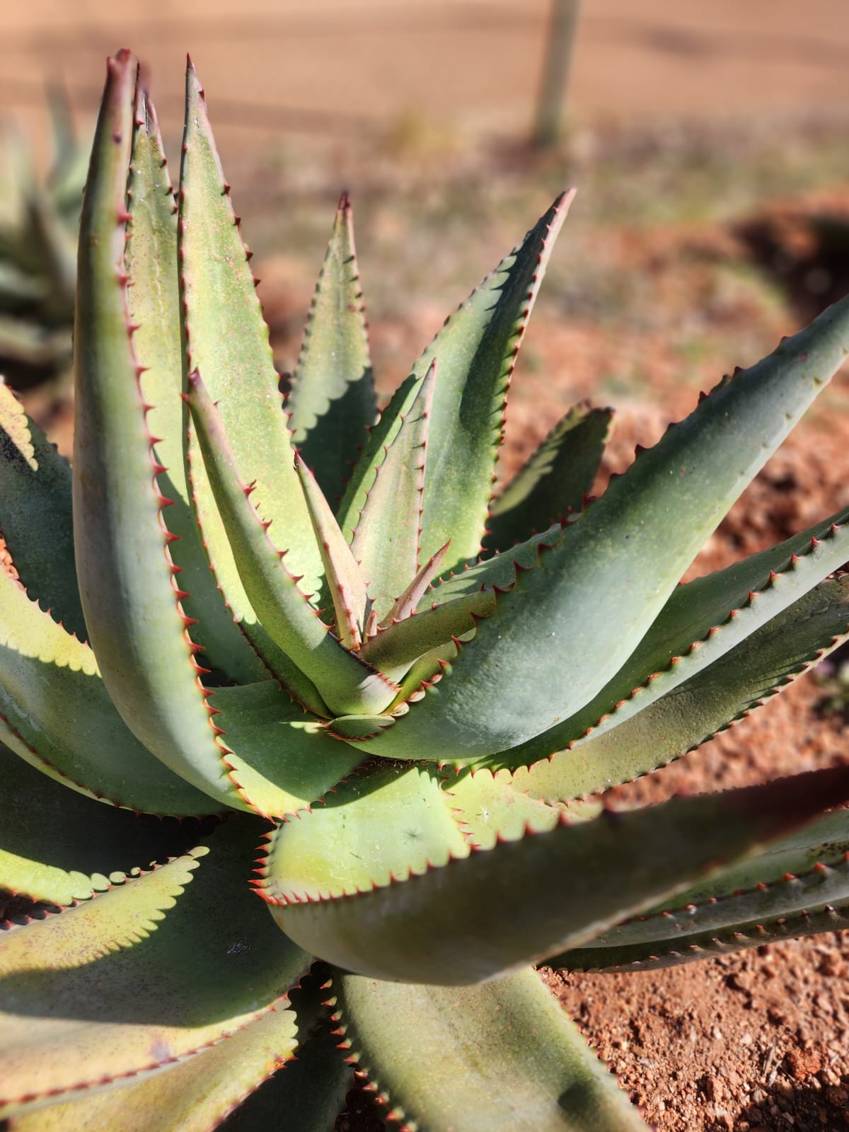 Aloe barbadensis miller