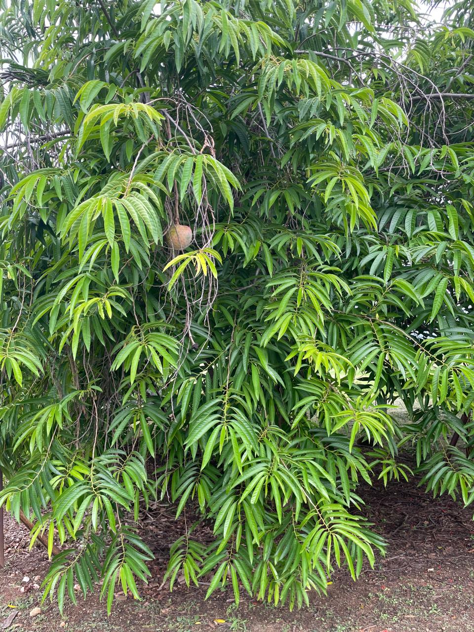 Annona cherimola
