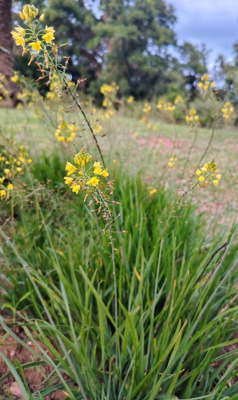Bulbine frutescens