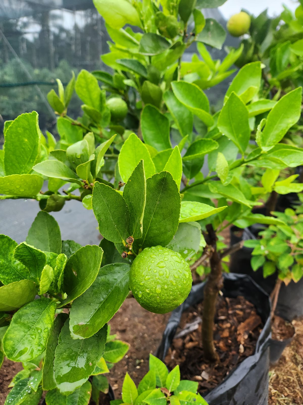 Citrus x latifolia