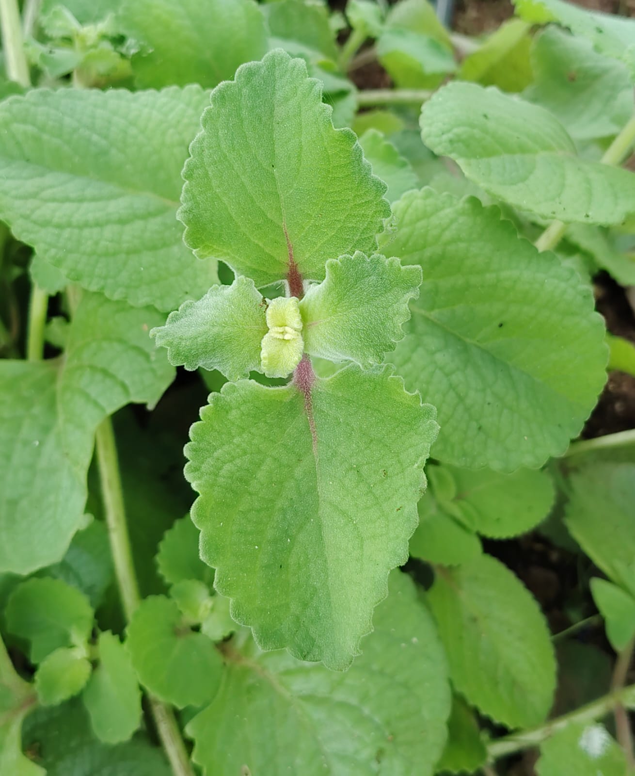 Coleus amboinicus