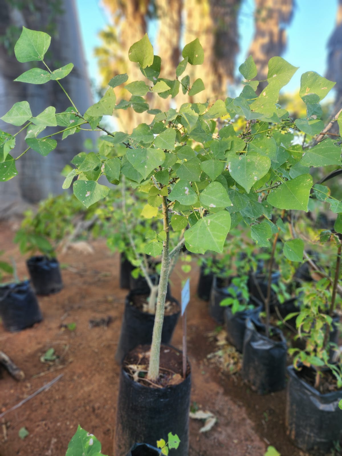 Erythrina lysistemon