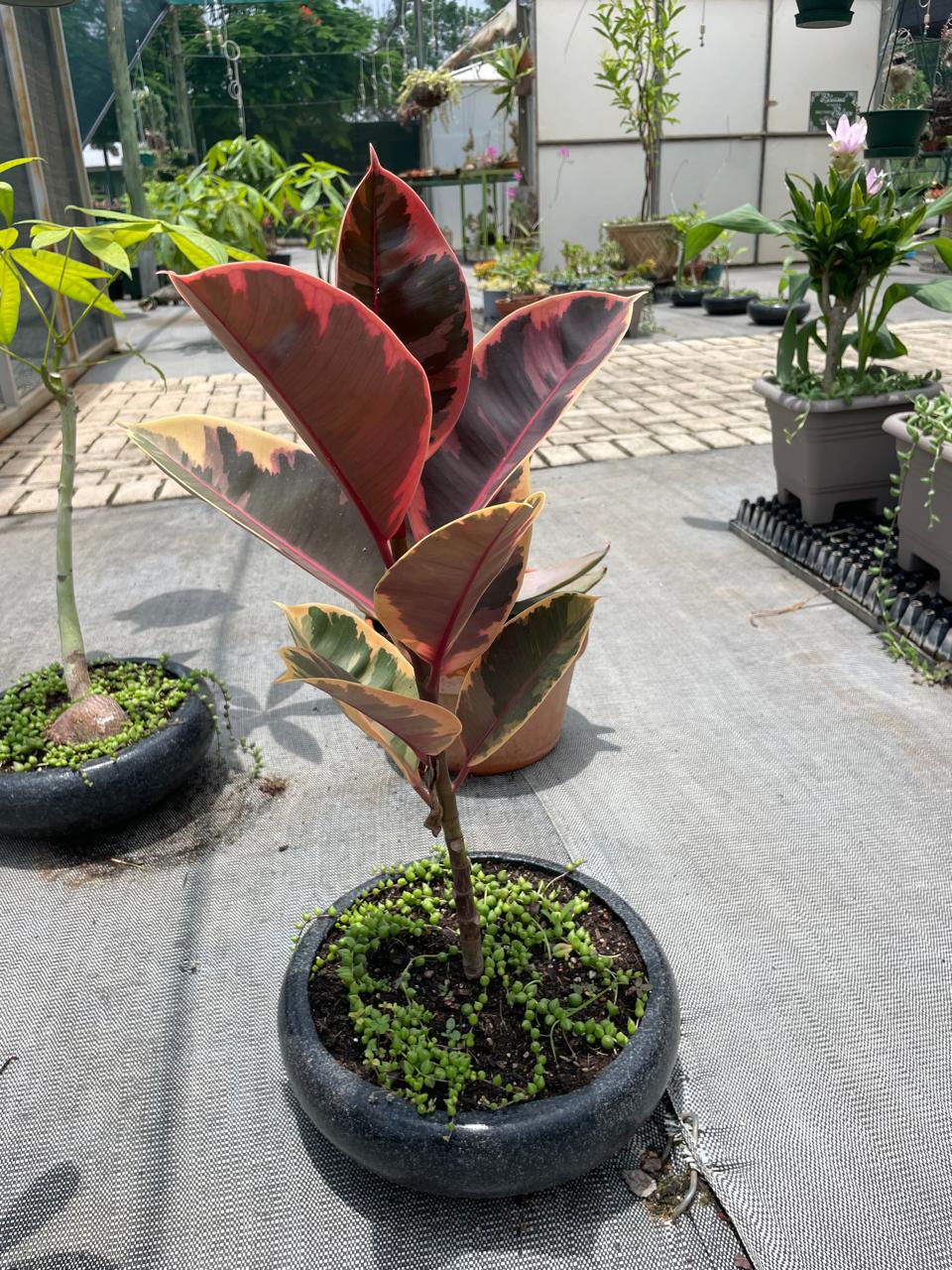 Ficus elastica variegata