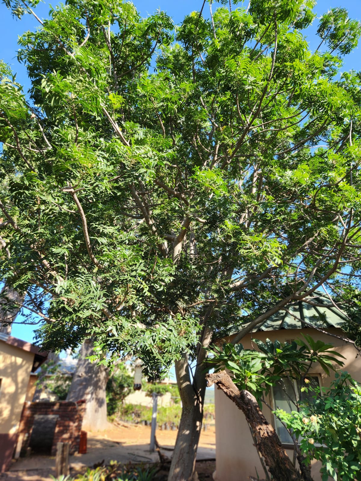 Harpephyllum caffrum