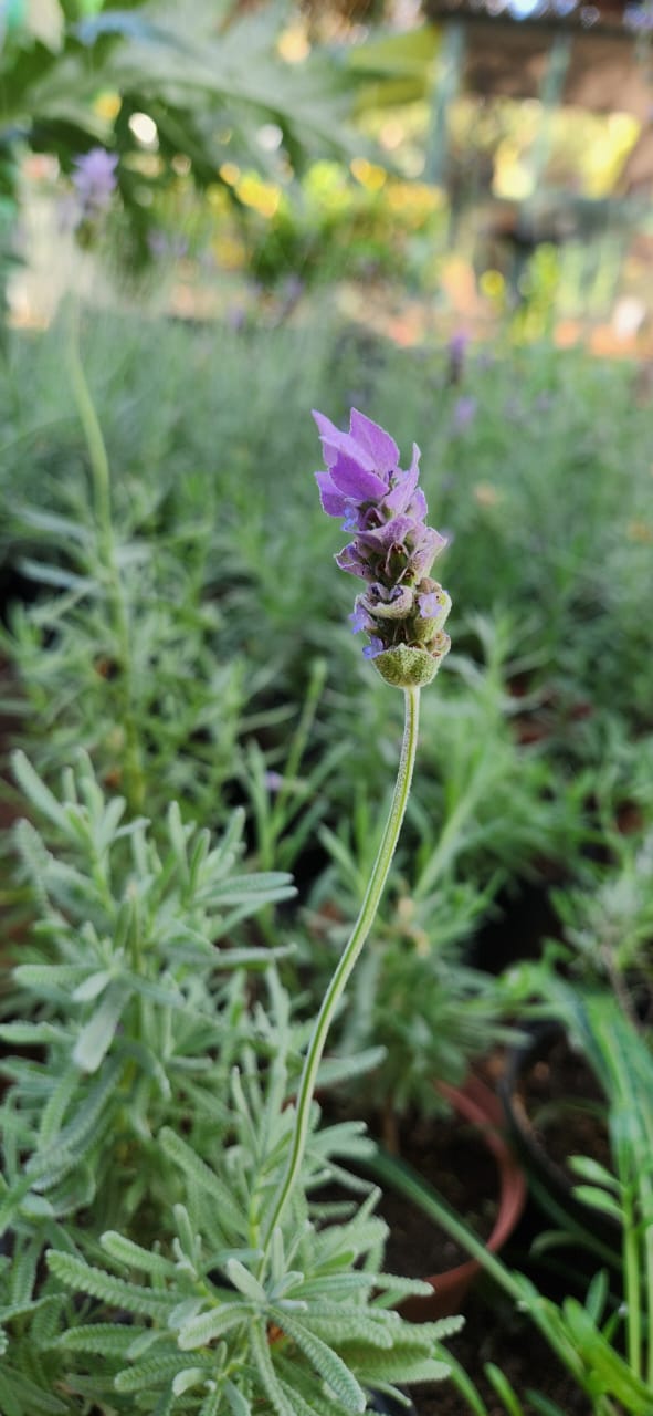 Lavandula dentata