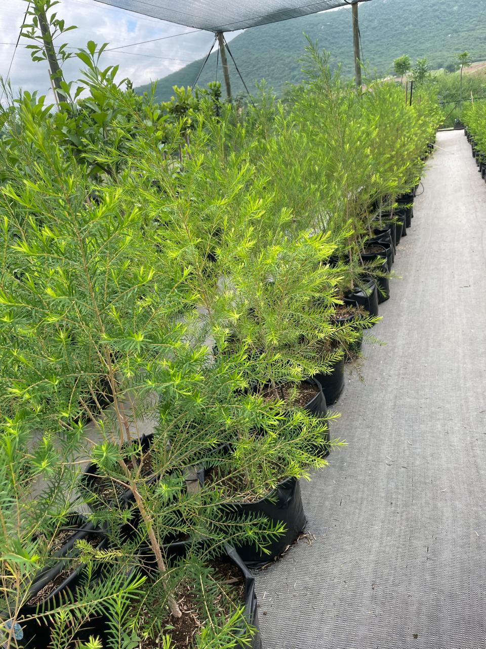 Melaleuca alternifolia