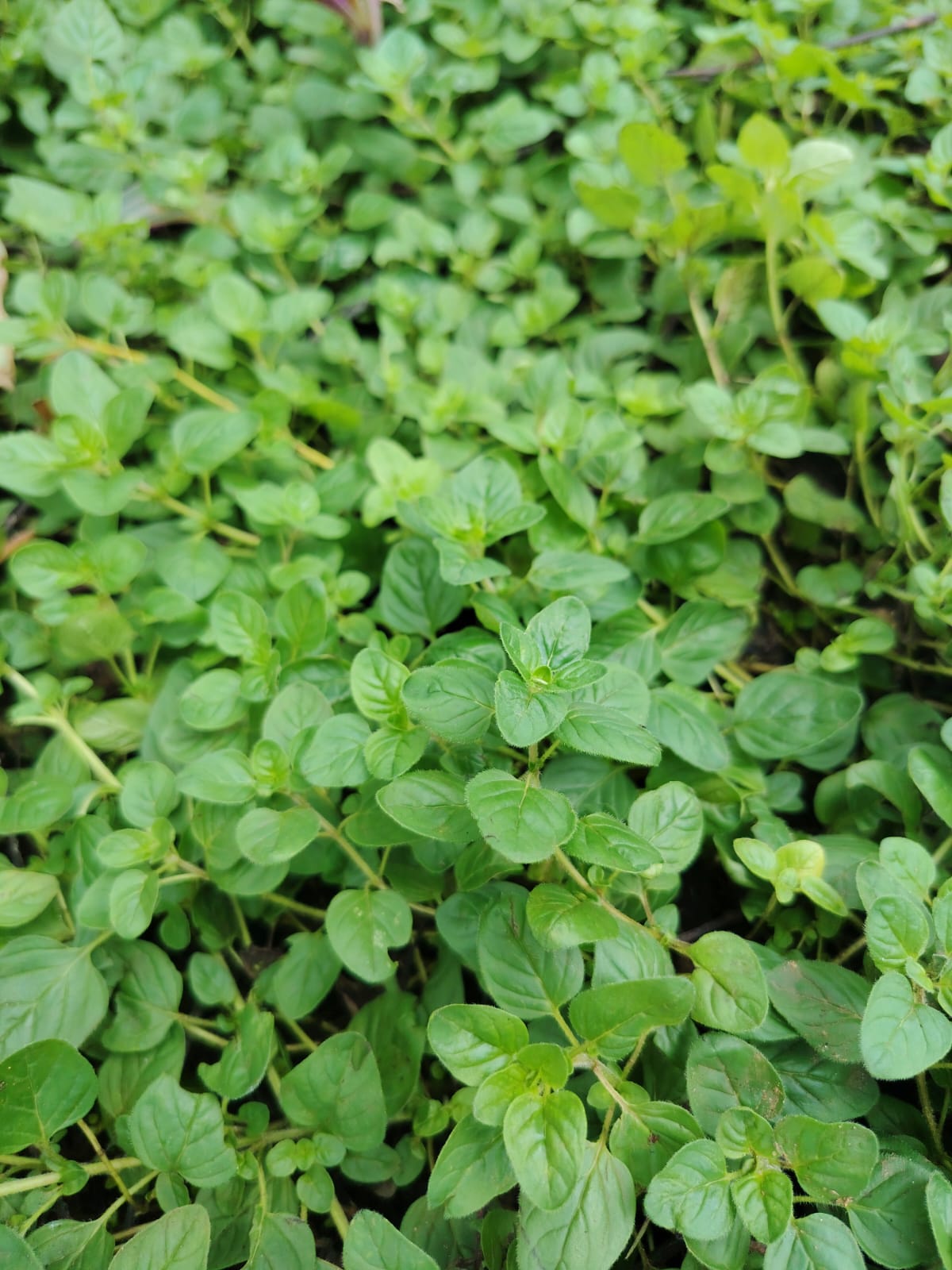 Origanum