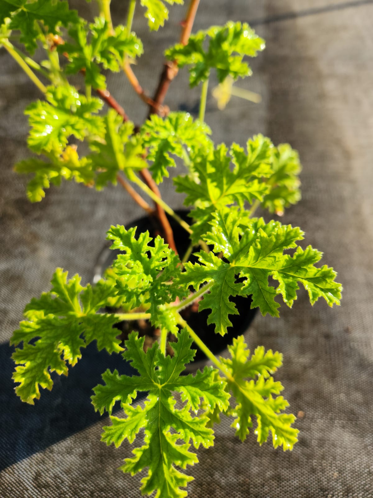 Pelargonium graveolens