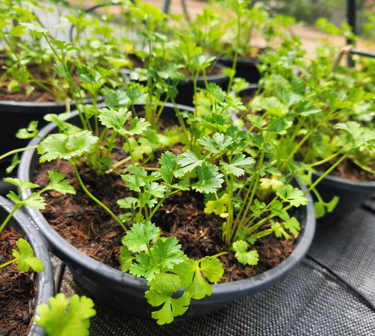 Petroselinum crispum