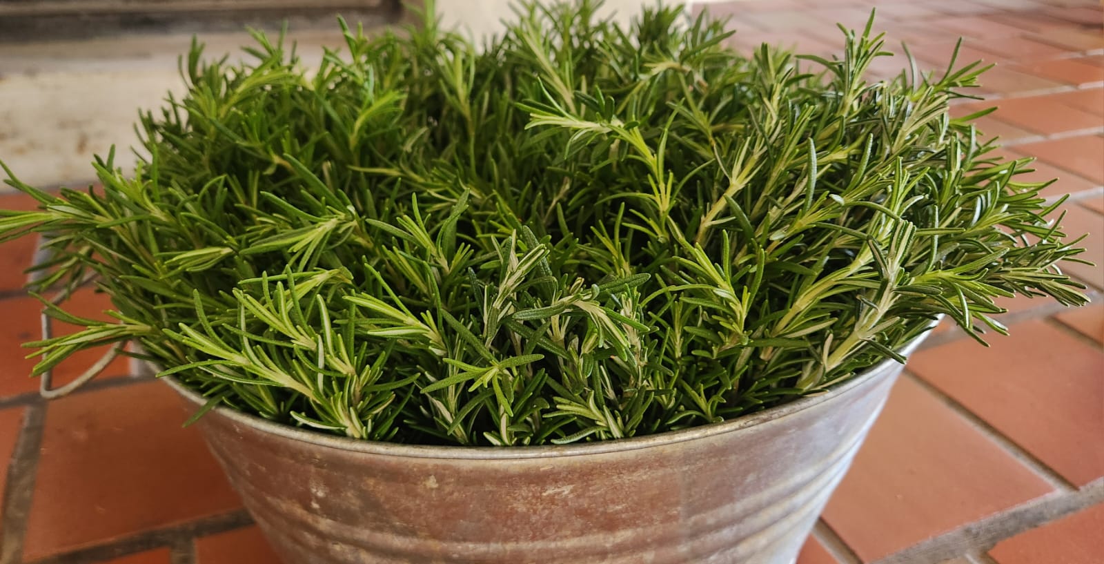 Rosmarinus officinalis