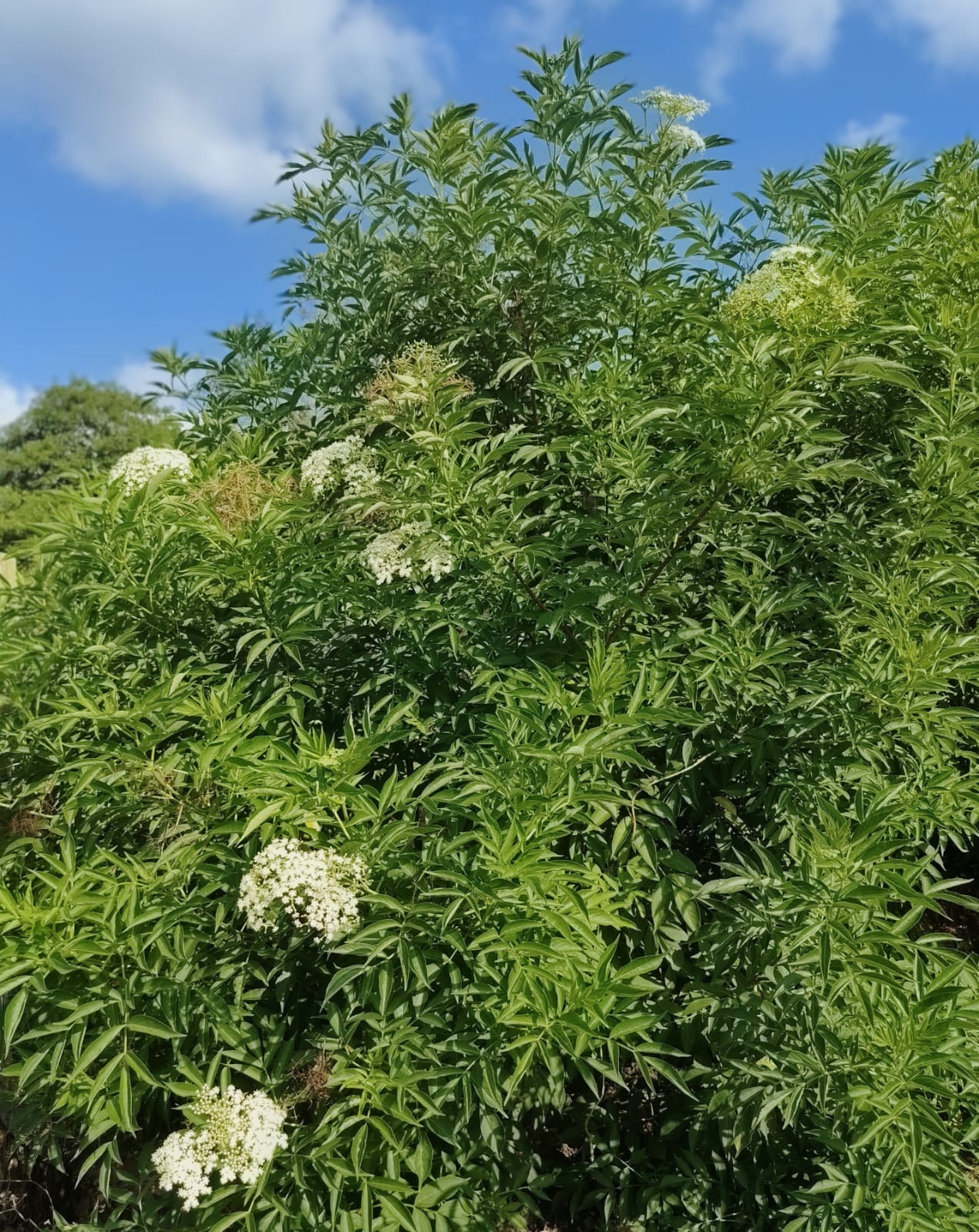 Sambucus nigra
