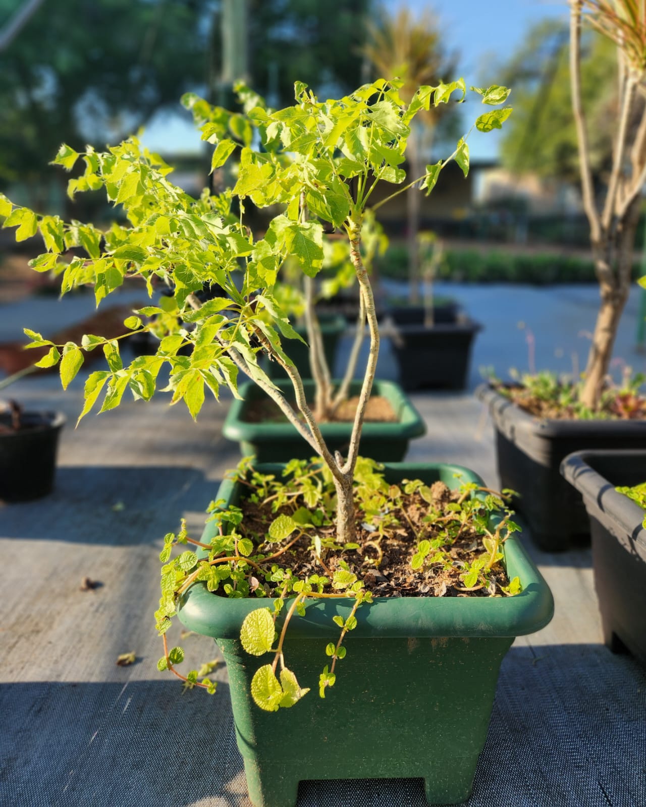 Steganotaenia araliacea