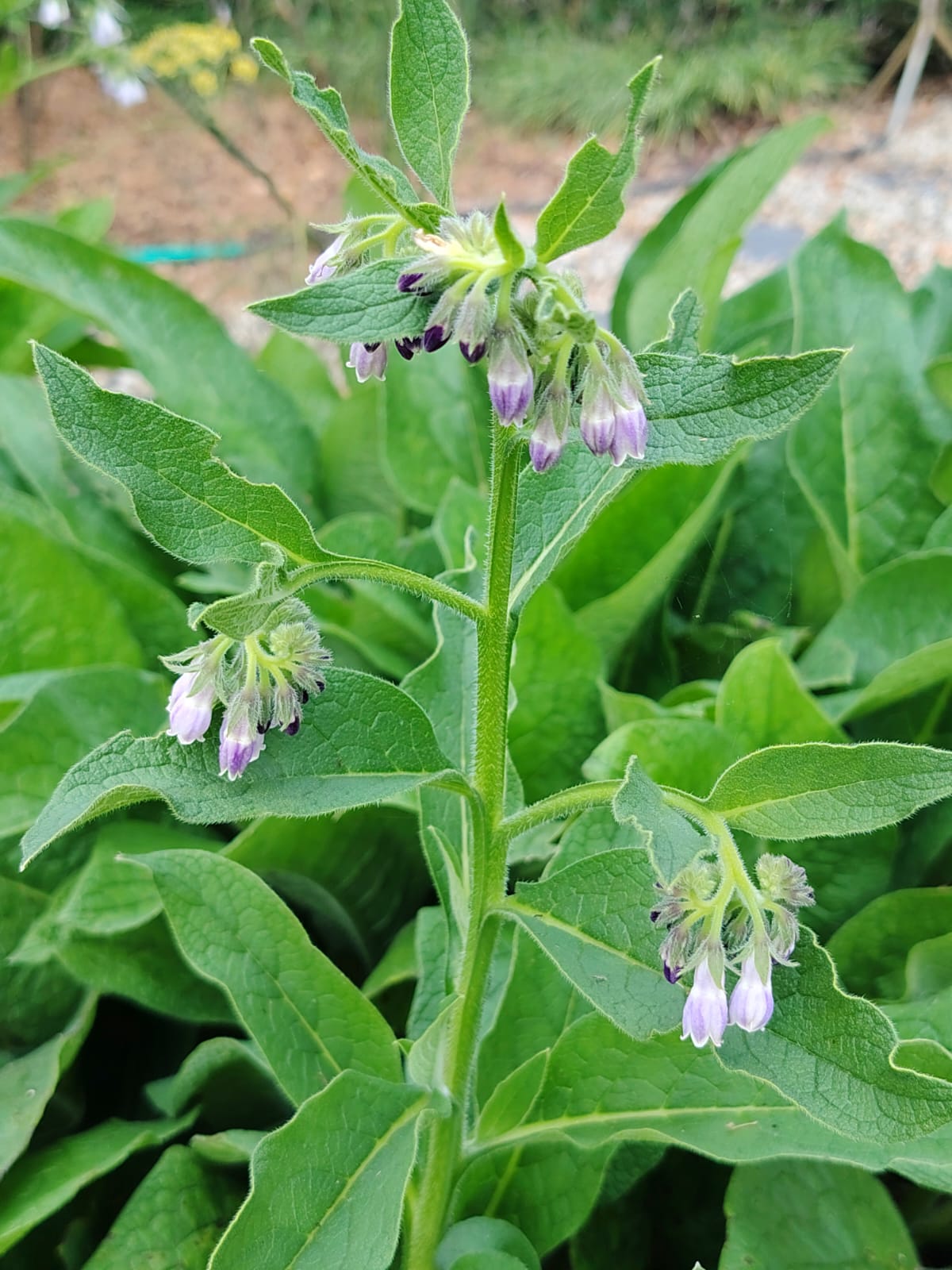 Symphytum officinale