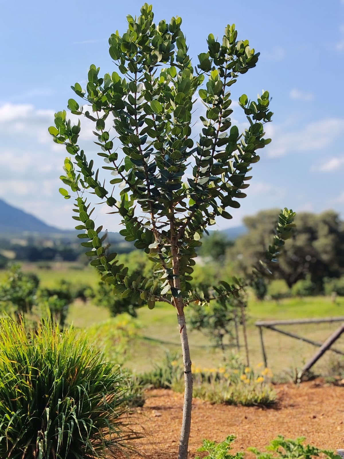Syzygium cordatum