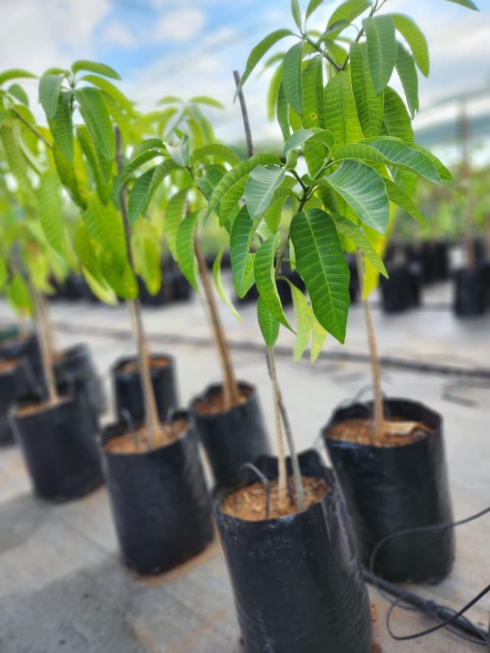 Tabernaemontana elegans